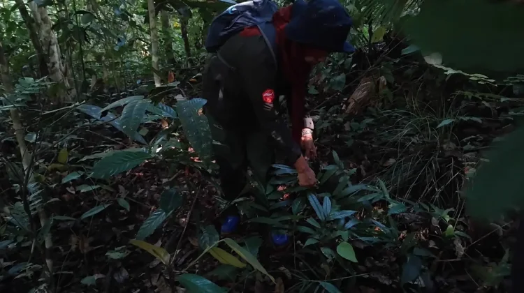 Hutan dan Pengetahuan Masyarakat Adat sebagai Arsip Hidup